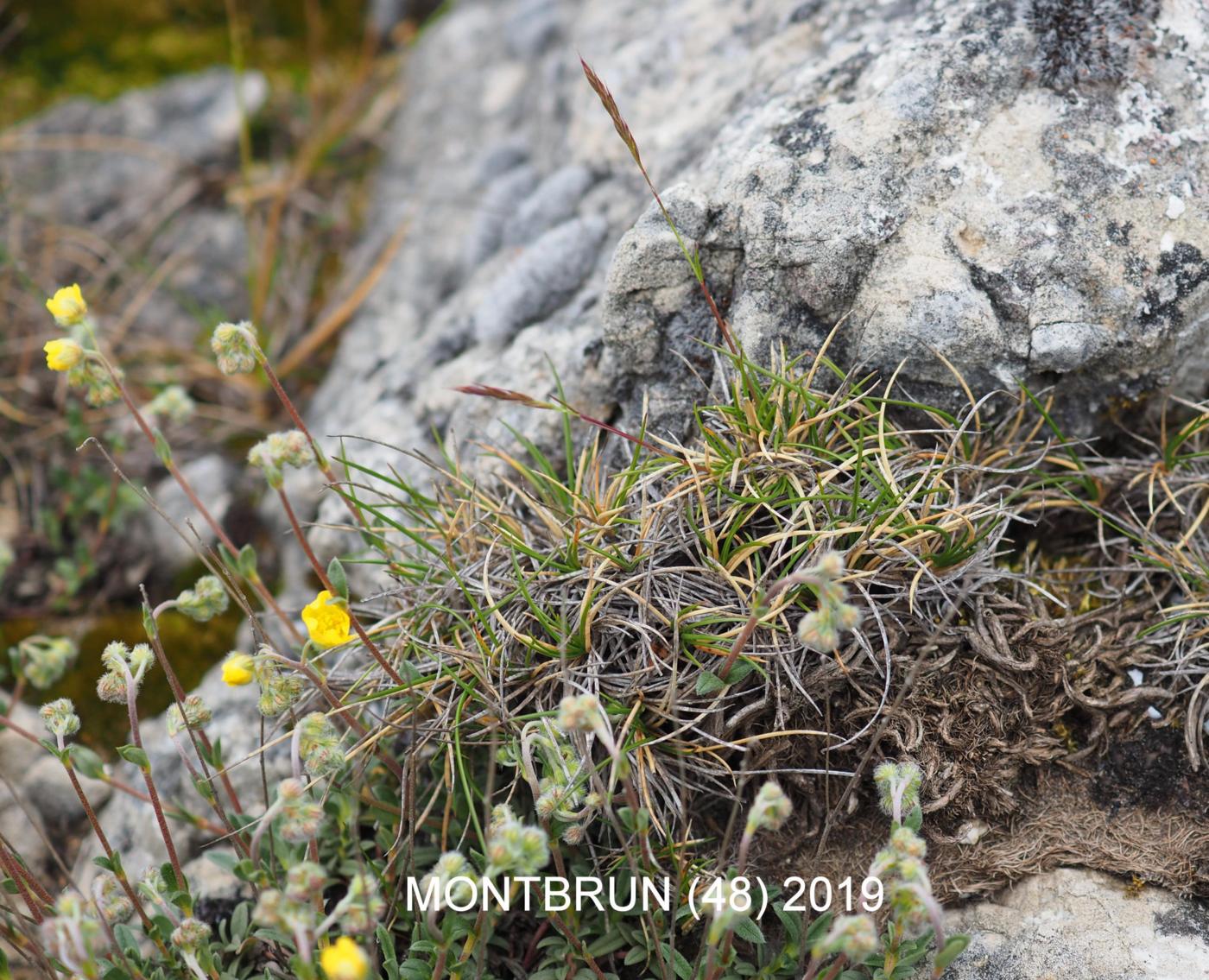 Fescue, Christian Bernand's plant